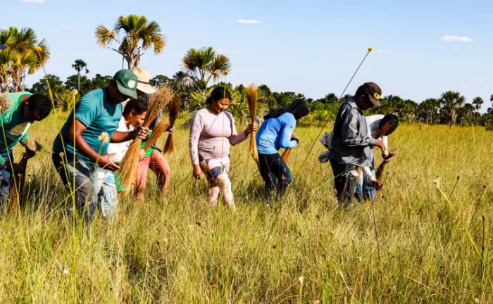Obtenção e a renovação periódica são essenciais para a preservação dessas espécies, assegurando o manejo sustentável e a proteção das veredas e campos úmidos onde são encontradas - Foto: Naturatins/Governo do Tocantins