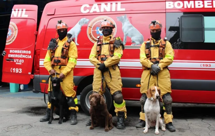 O batalhão do Corpo de Bombeiros tem hoje um efetivo de 4 cães prontos e 3 em formação. Foto: Divulgação/Governo de SP