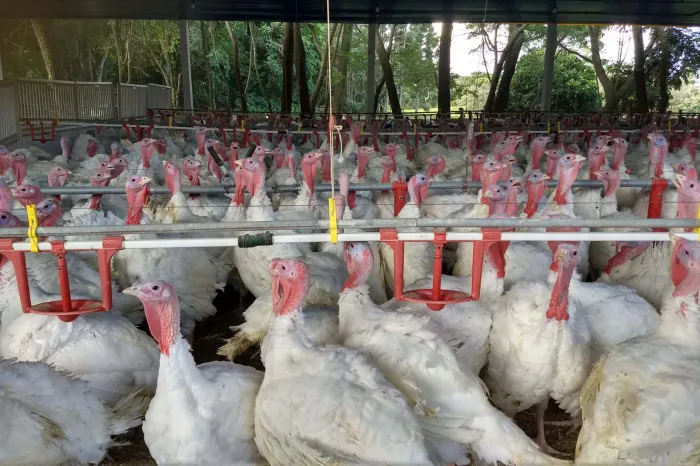 Paraná registra salto nas exportações de carne de peru e receita cresce mais de 100%, aponta Deral