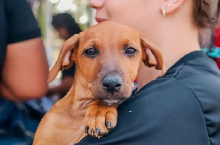  O investimento atenderá ações de bem-estar animal (Foto: Semusa)