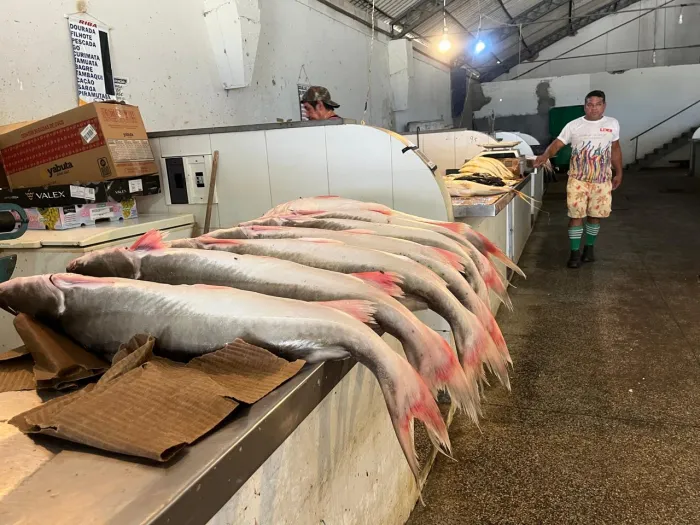 Pescado fica mais barato em Belém e alivia bolso do consumidor