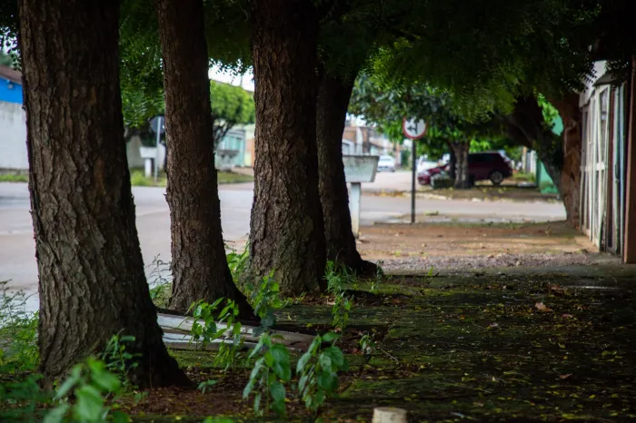 Comunidade e Prefeitura unem forças para ampliar arborização urbana na capital 