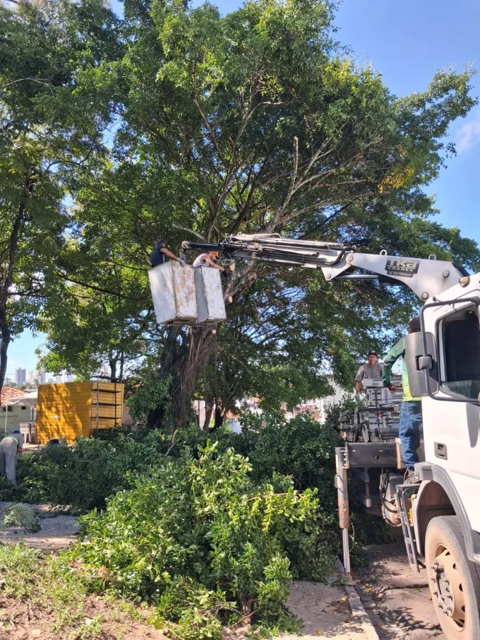 Sedurb realiza podas de árvores em quatro bairros da Capital, a partir desta quinta-feira