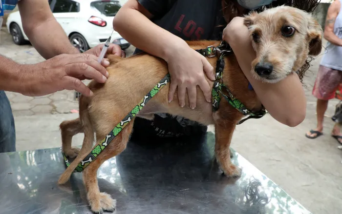 Ação a ser realizada nesta sexta-feira e nos próximos dias 24 e 31 também estimulará a adoção de cães caramelo - Fabio Motta