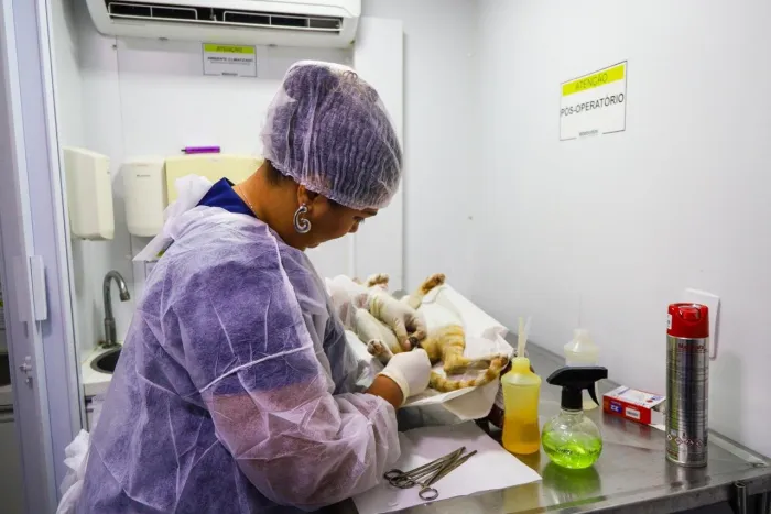 Prefeitura amplia equipe de veterinários da Coordenação de Bem-Estar Animal e fortalece as castrações em Petrolina