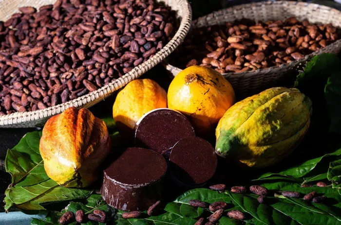 Cacau produzido na Bahia: projeto definiu teor mínimo no chocolate - Foto: André Frutuôso/Governo da Bahia