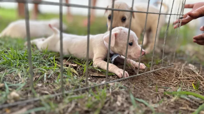 Cerca de 20 animais estarão disponíveis para adoção