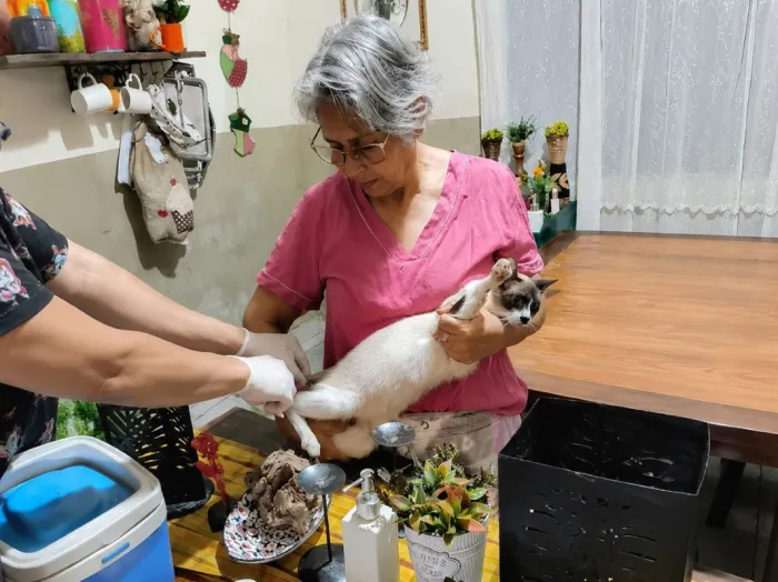 Centro de Controle de Zoonoses intensifica vacinação antirrábica para animais acolhidos por protetores e ação segue em julho.Fotos: Divulgação/Assecom