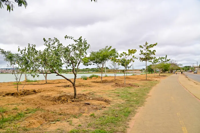 Prefeitura dá continuidade ao transplantio de árvores da Avenida Juracy Magalhães para o Parque Lagoa das Bateias