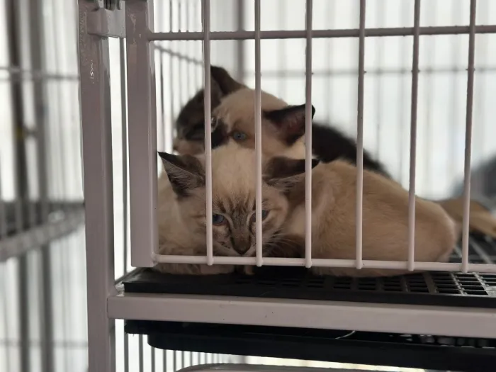 Prefeitura de Alagoinhas realiza Feira de Adoção de Animais no próximo sábado, 25 de julho