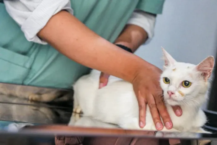 Ao notar algo errado, a primeira coisa a se fazer é sempre procurar atendimento veterinário e não tentar tratamentos caseiros. Foto: Butantan/Governo de SP