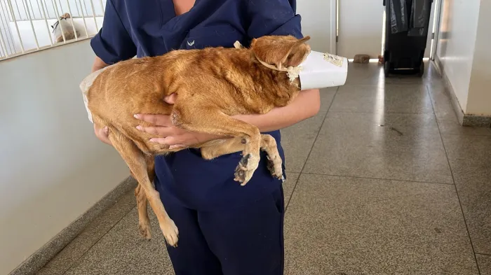 Animal ferido foi encaminhado à Clínica de Bem-Estar Animal