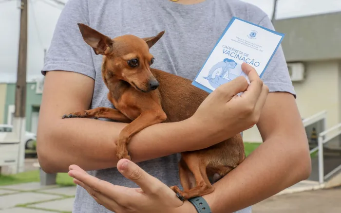 Vacinação é gratuita e visa proteger os animais de estimação contra a raiva