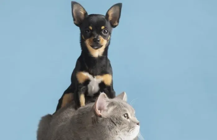 Animais idosos, filhotes e aqueles com doenças respiratórias crônicas são os mais suscetíveis às mudanças típicas da estação - Foto: Divulgação/Governo de São Paulo