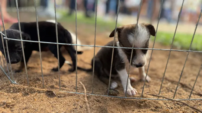 Cerca de 13 animais estarão disponíveis para adoção