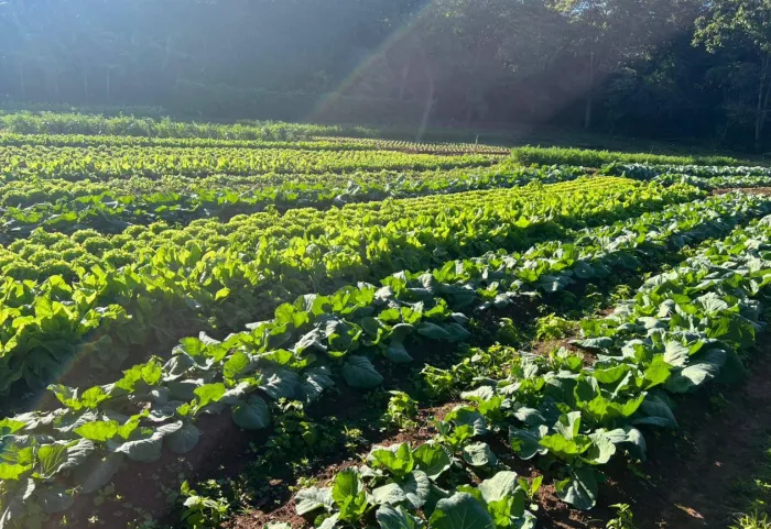 Foto: Reprodução/Prefeitura de Porto Velho - RO