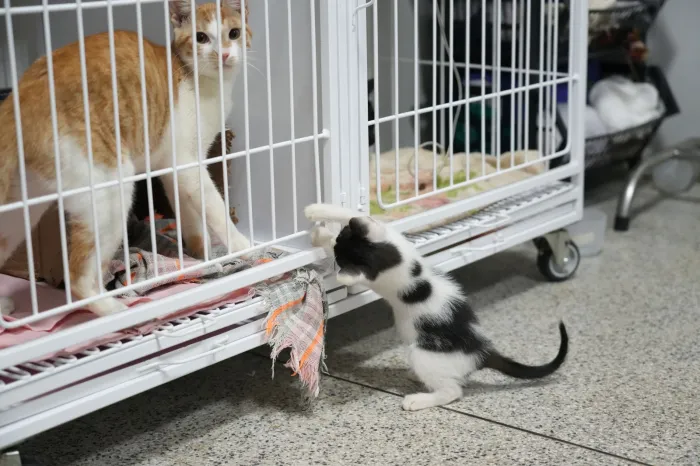 Os animais resgatados passam por uma série de cuidados