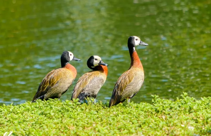 Estado de São Paulo confirma caso de gripe aviária em marreco no Parque Ibirapuera, na Zona Sul da capital