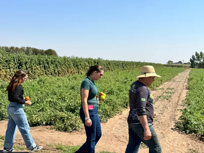 Primavera do Leste fortalece apoio ao pequeno produtor e acompanha cultivo de tomate