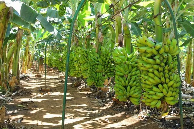 De acordo com dados do IBGE apresentados nos rankings de produção, o município ocupa o 1º lugar estadual na produção de banana