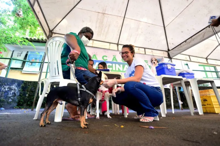 Campanha de vacinação antirrábica em Salvador entra na reta final; veja onde vacinar seu pet