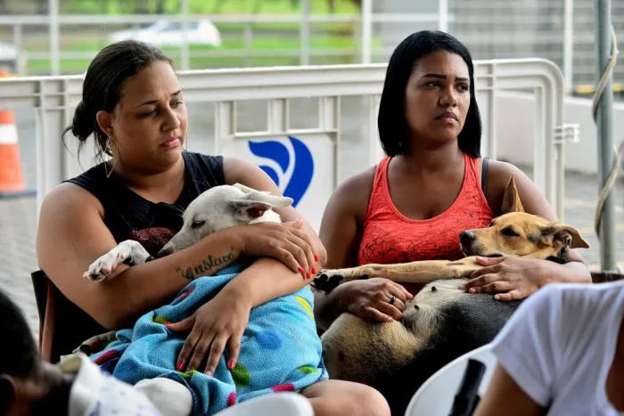 Prefeitura de Salvador já realizou 14 mil castrações gratuitas de cães e gatos em 2026