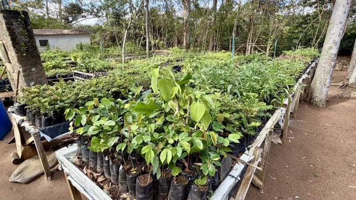 Herbário Sertão da Ressaca produz espécies nativas para arborização e recuperação ambiental em Conquista