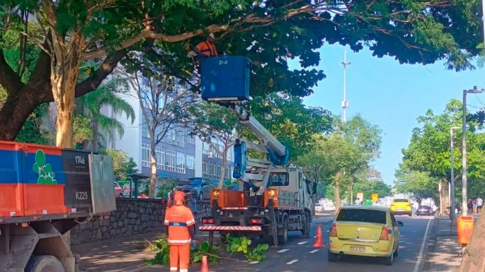 Programa Corredores Verdes, da Comlurb, supera 1 mil manejos de árvores na cidade