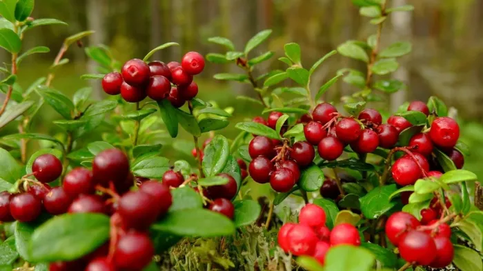 Cranberry Institute