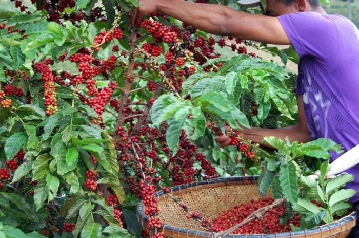 Um dos projetos em análise confirma adesão do Brasil a novas regras da Organização Internacional do Café - Foto: Pref. Mun. de Sooretama
