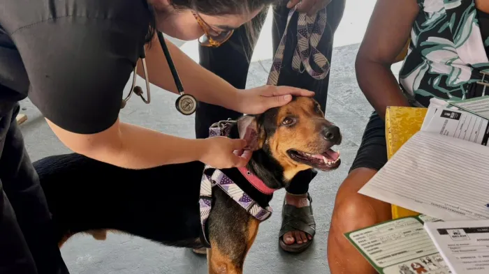 Belém Animal Itinerante leva consultas e exames gratuitos ao Jurunas