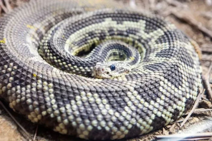 Saiba o que fazer em caso de picada por serpente