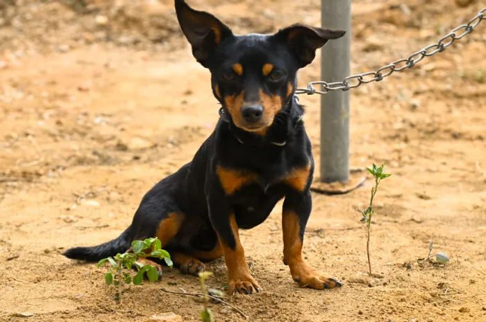 Prefeitura sanciona lei que permite entrada de cães e gatos em estabelecimentos de saúde do município