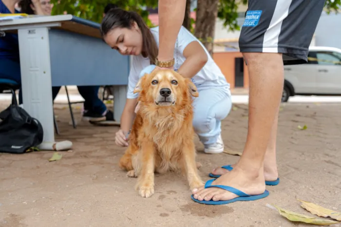 Mobilização busca conscientizar tutores sobre a importância da posse responsável e da imunização regular de cães e gatos