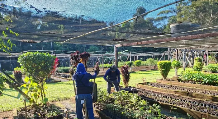 Distribuição de mudas é suspensa até outubro devido à estiagem em Porto Velho