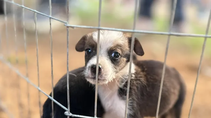 Clínica de Bem-Estar Animal reforça acolhimento e incentiva adoção responsável para combater o abandono em Porto Velho