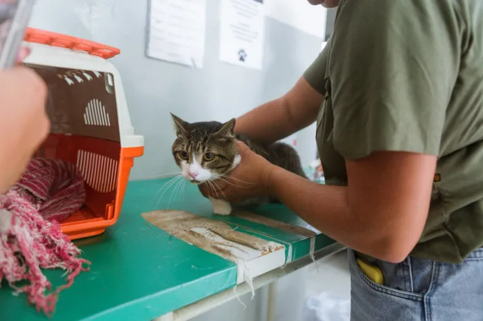 Prefeitura de Caruaru celebra Dia do Médico-Veterinário com reforço na equipe e contratação inclusiva na causa animal