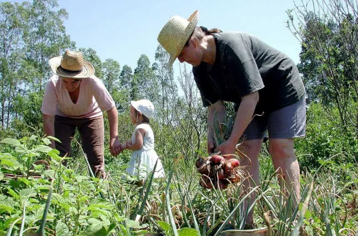 O Programa Nacional de Fortalecimento da Agricultura Familiar (Pronaf) recebeu crédito extra de R$ 375 milhões - Foto: Sindicato dos Produtores Rurais de Uberaba (SRU)