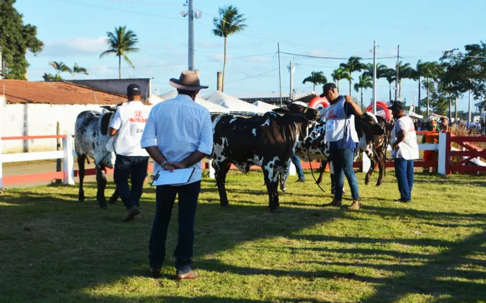 Etapa de campeonato nacional de bois Nelore movimenta a Expofeira e fortalece a pecuária local