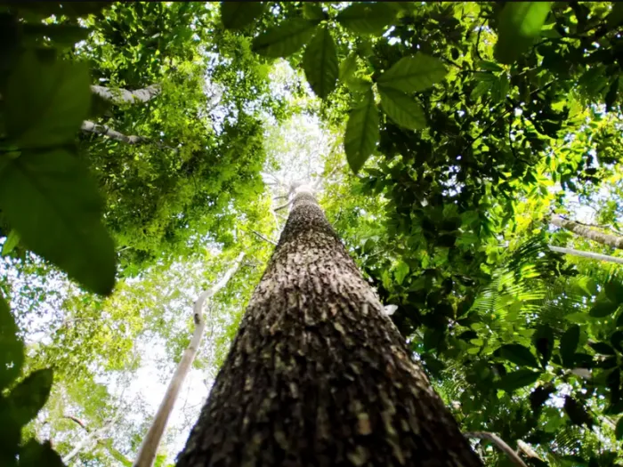 Do teto de emissões às reservas legais: entenda como diferentes mecanismos buscam transformar floresta em pé em valor econômico. - Foto: Marcelo Camargo/Agência Brasil