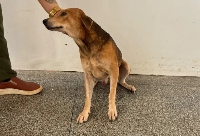  Cão recebeu os cuidados necessários para tratar o ferimento e combater a miíase