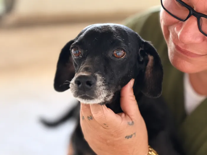  Foram meses de cuidados e tratamento da lesão, com acompanhamento da equipe da Clínica de Bem-Estar Animal