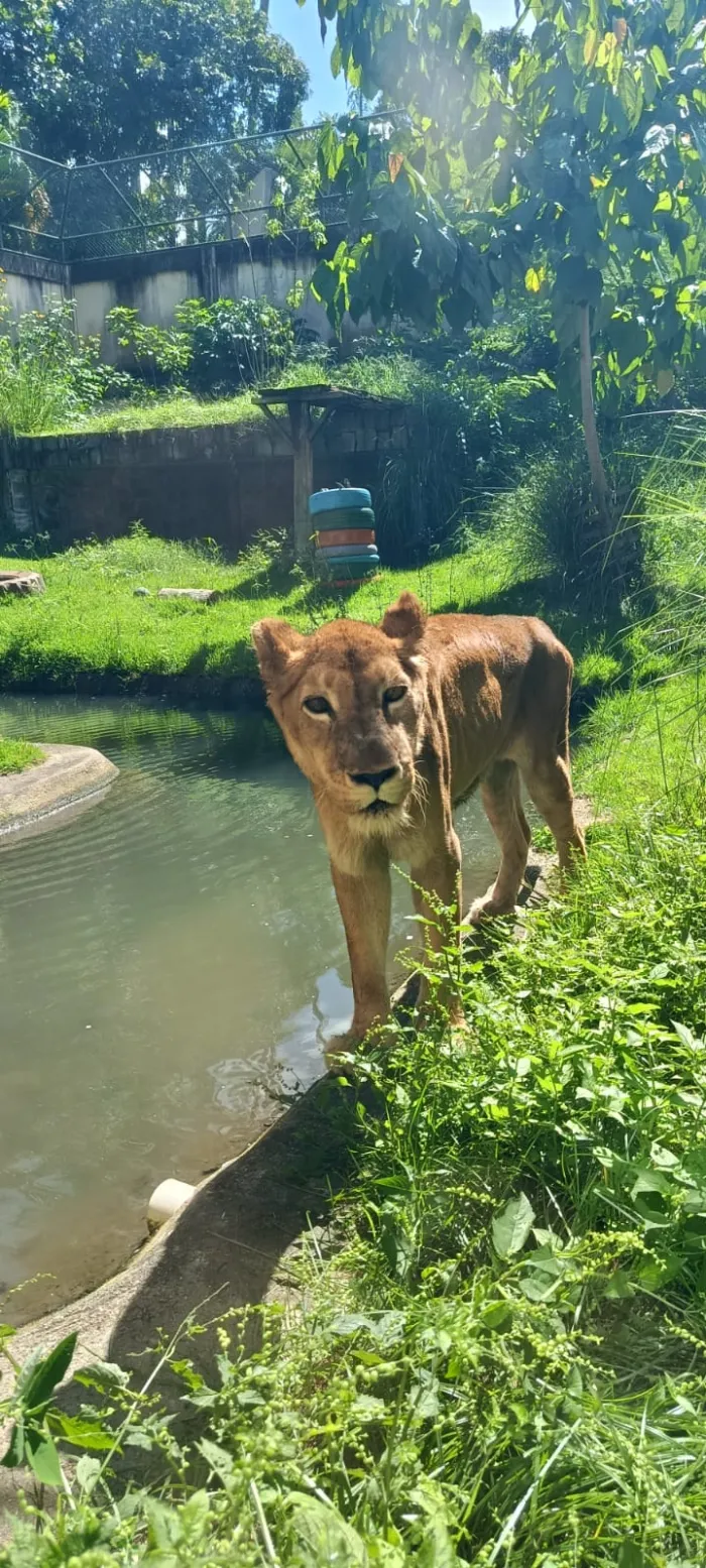 Equipe veterinária do Parque Zoobotânico Arruda Câmara realiza avalição na leoa Mimi