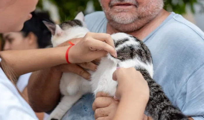 Dia D do 'Setembro Caramelo' imuniza mais de 30 mil animais em Porto Velho