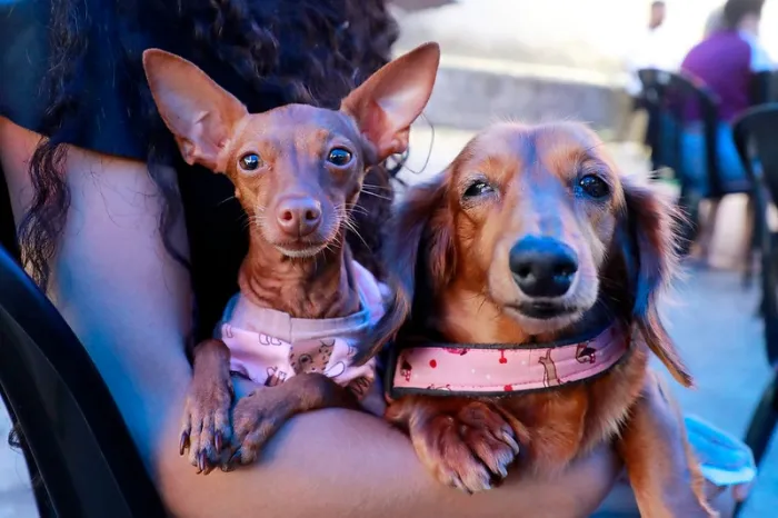 A imunização é gratuita e protege cães e gatos contra a raiva - Foto: Marcos de Paula / Prefeitura do Rio