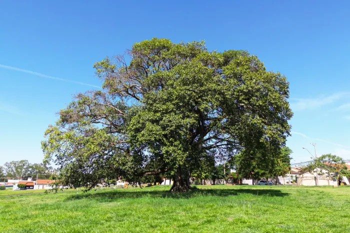 Comunicação Social