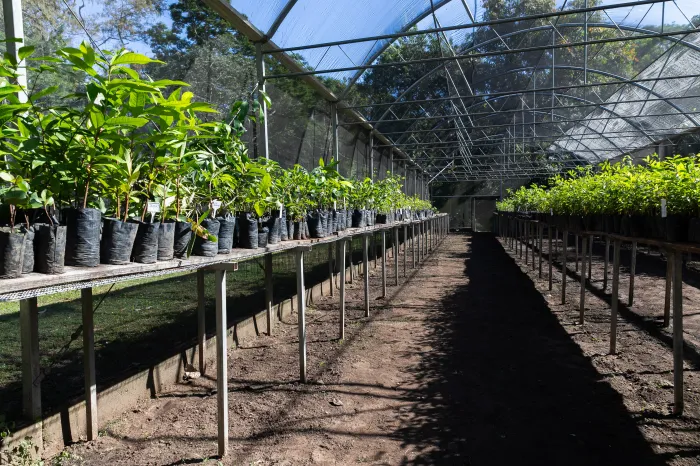 Cuiabá retoma arborização urbana com meta de 3.500 novas árvores na temporada de chuvas