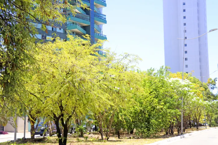 Chegada da Primavera reforça cuidados da Prefeitura de João Pessoa em praças e canteiros da cidade