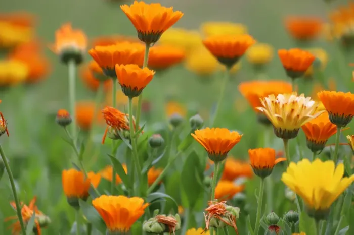 Bagaço de uva vira biofertilizante para o cultivo de flores comestíveis