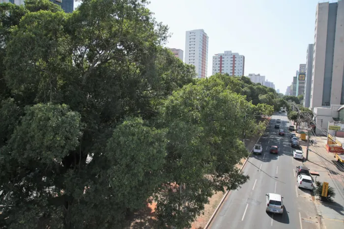 Da muda ao manejo, arborização exige planejamento permanente